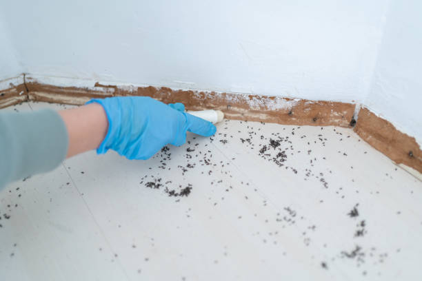Best Mosquito Control Services  in Miami Heights, OH